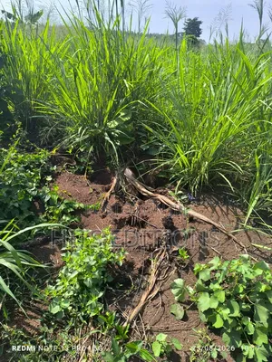 Fertile Soils for Farm Land