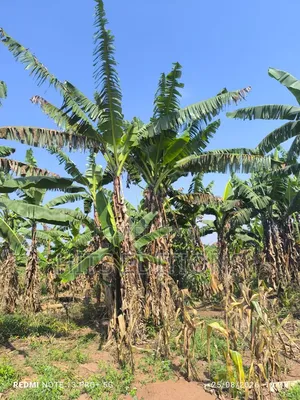 Fertile Soils for Farm Land