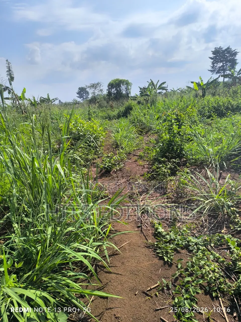 Fertile Soils for Farm Land