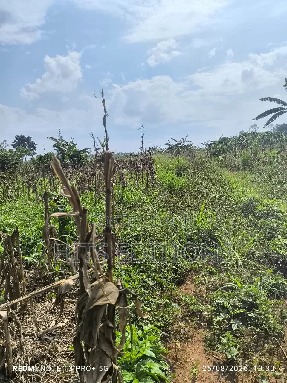 Fertile Soils for Farm Land
