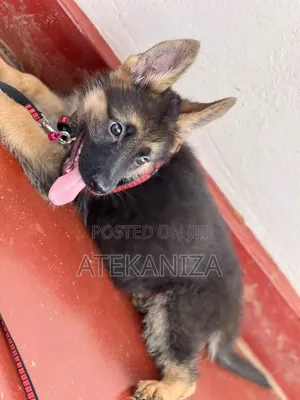 1-3 months Female Purebred German Shepherd