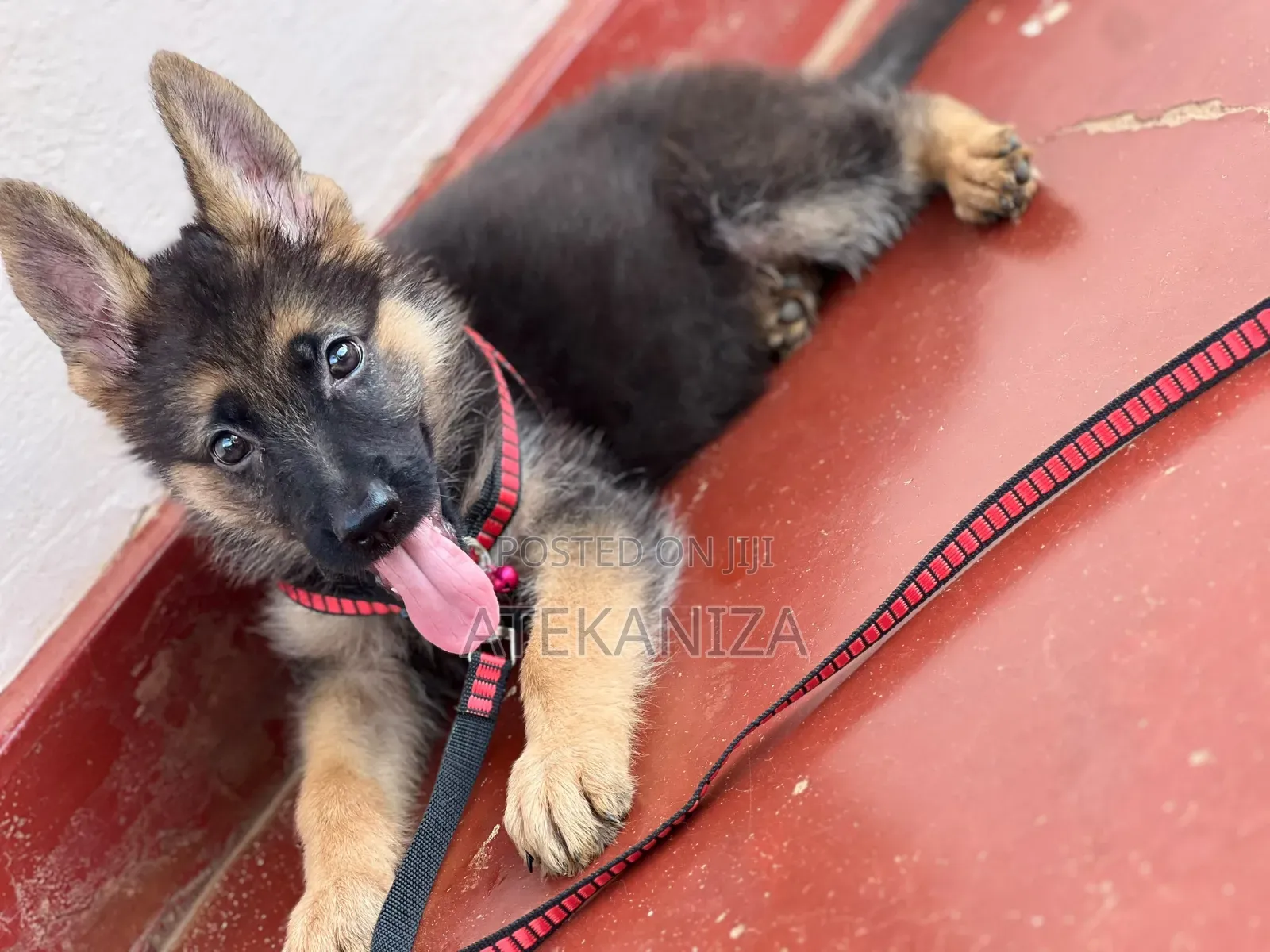 1-3 months Female Purebred German Shepherd