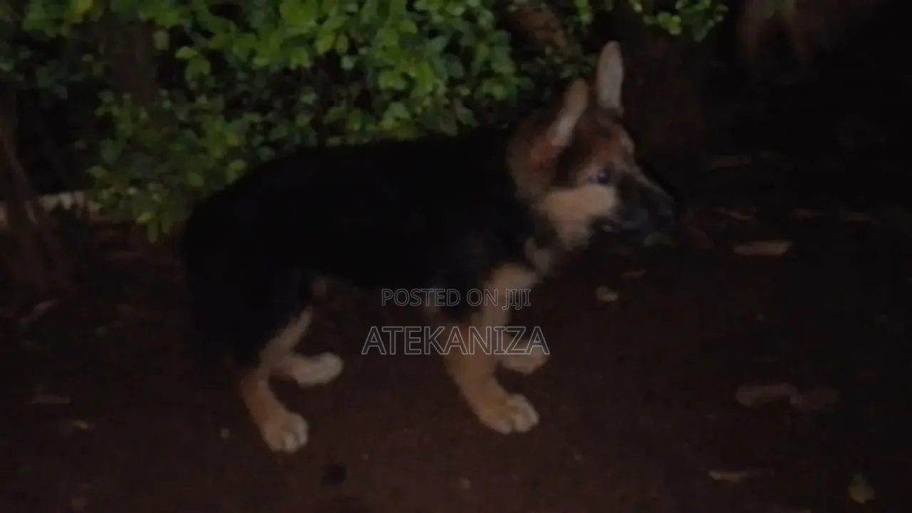 1-3 months Female Purebred German Shepherd