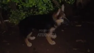 1-3 months Female Purebred German Shepherd