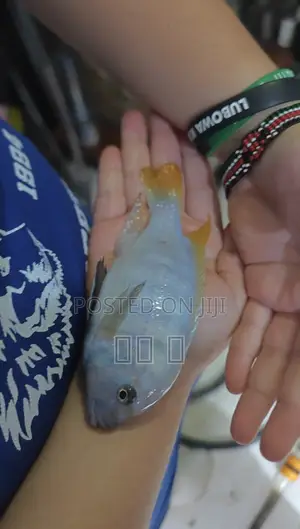 Cichlids Fish