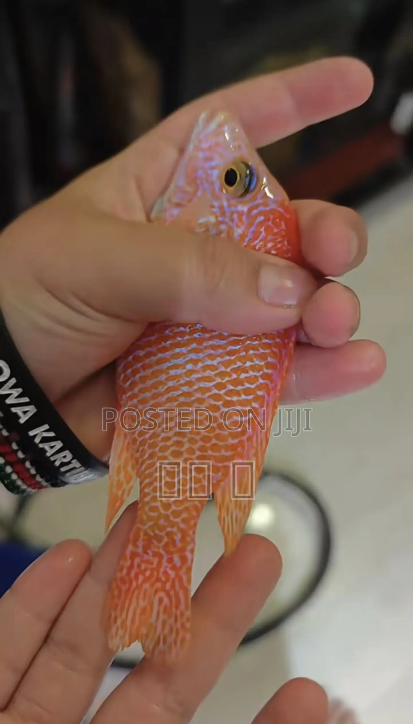 Cichlids Fish