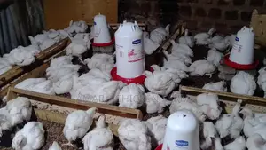Broiler Chicken
