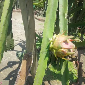 Dragon Fruits