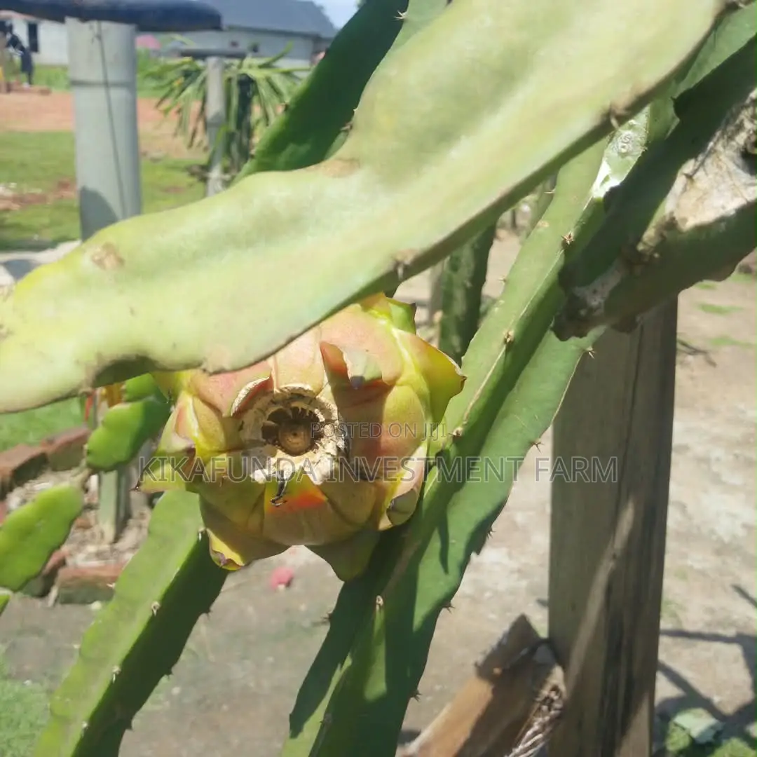 Dragon Fruits