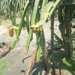 Dragon Fruits