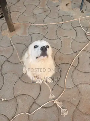 6-12 months Female Purebred Japanese Spitz