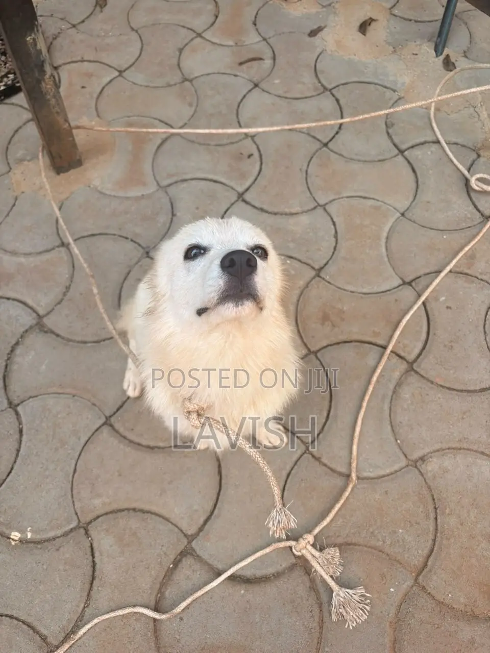 6-12 months Female Purebred Japanese Spitz