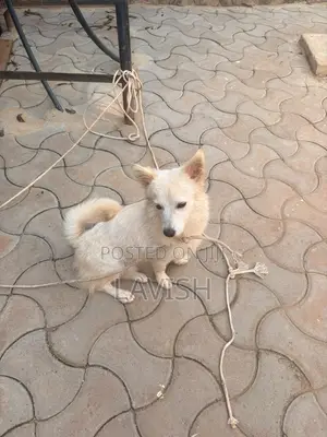 6-12 months Female Purebred Japanese Spitz