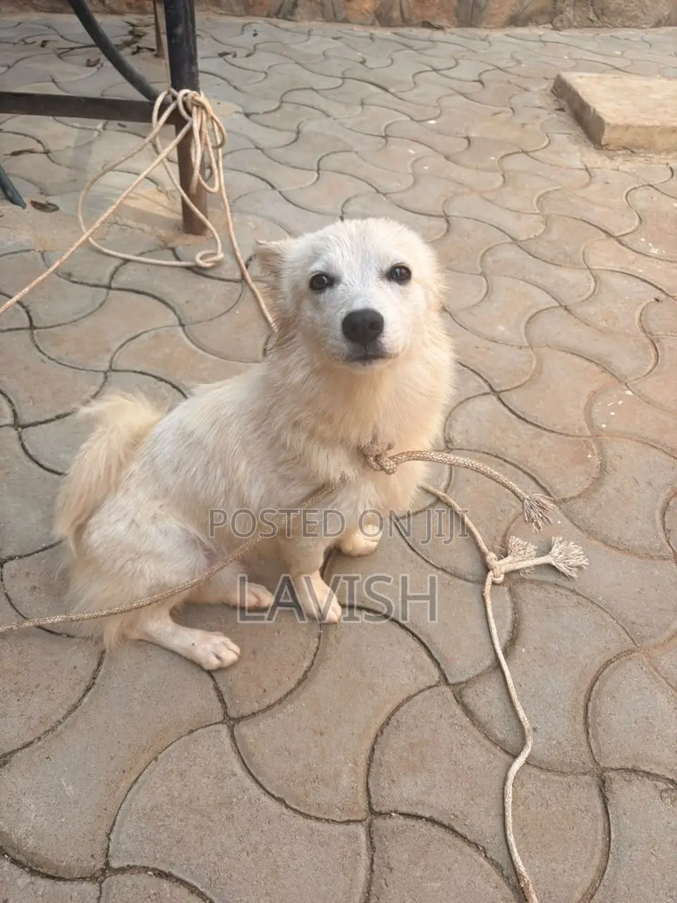 6-12 months Female Purebred Japanese Spitz