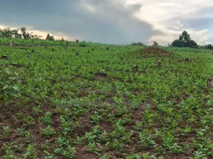 Land on Sale at Nakasongola Kakoge