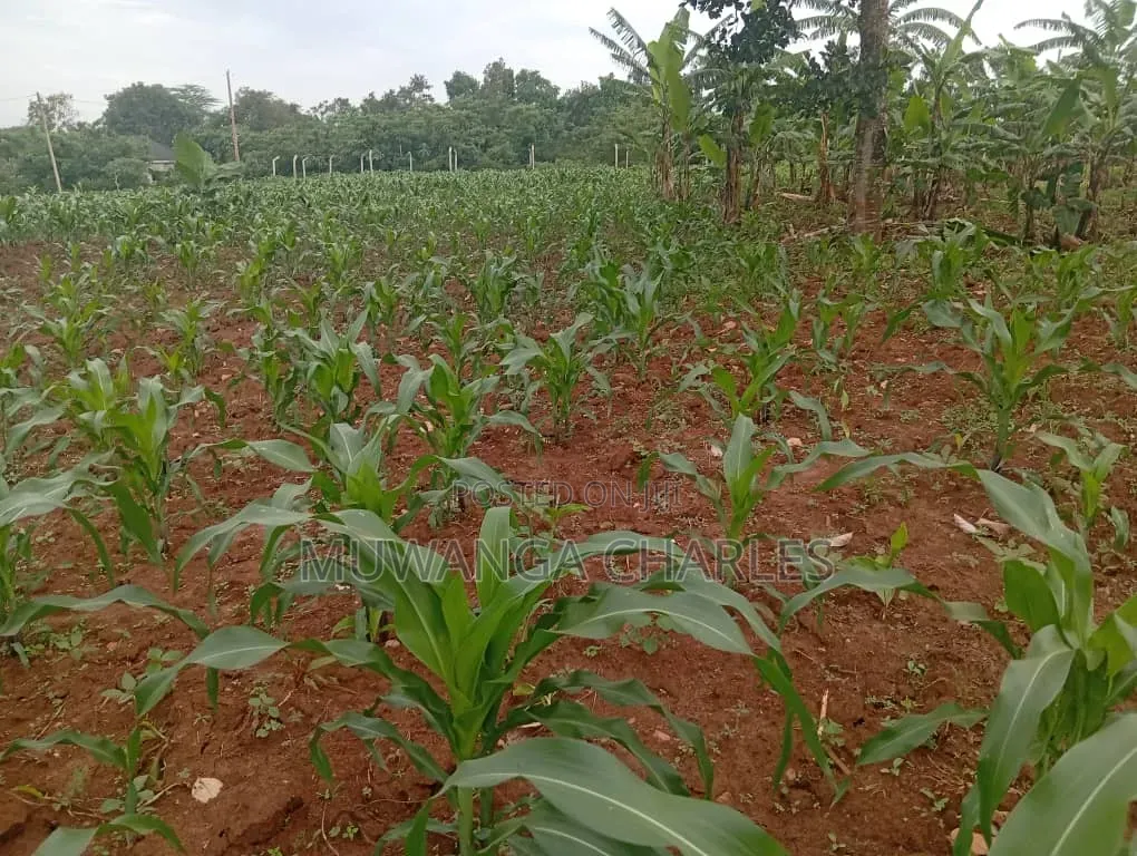 Land on Sale at Nakasongola Kakoge