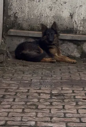 3-6 months Female Purebred German Shepherd