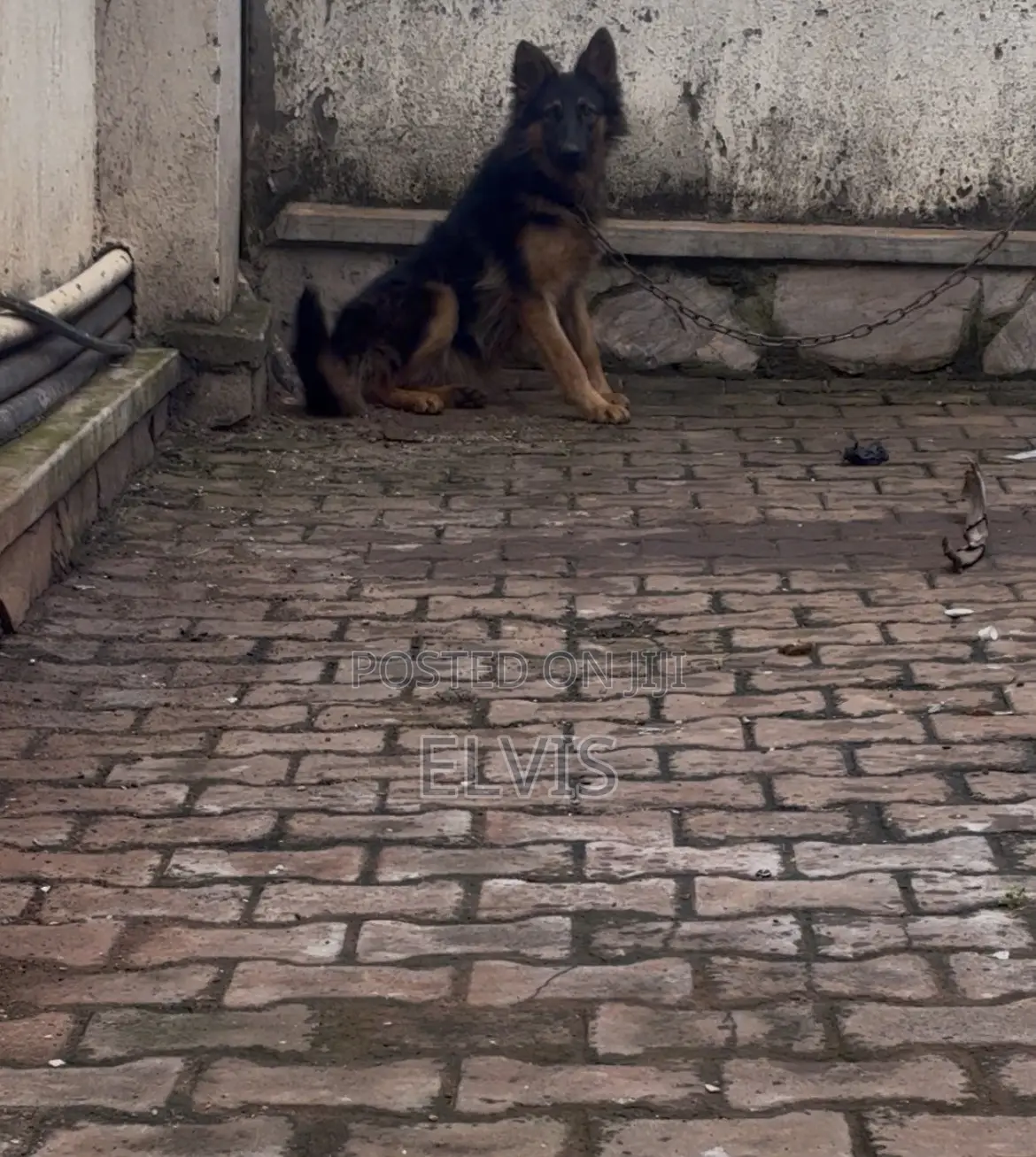 3-6 months Female Purebred German Shepherd