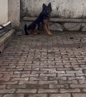 3-6 months Female Purebred German Shepherd