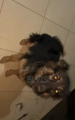 3-6 months Female Purebred German Shepherd