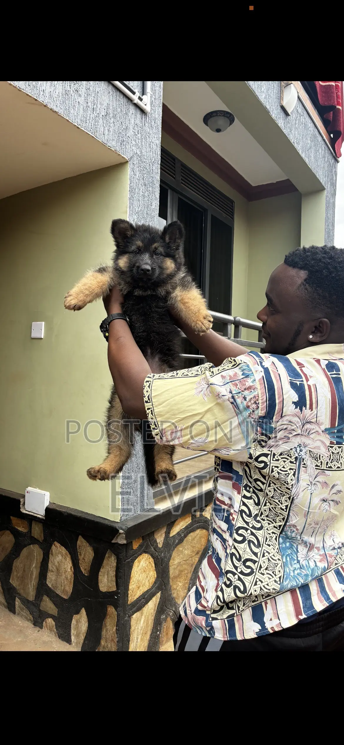 3-6 months Female Purebred German Shepherd