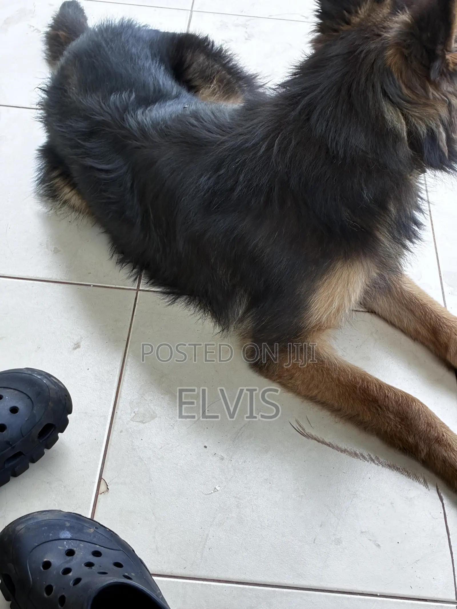 3-6 months Female Purebred German Shepherd