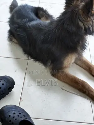 3-6 months Female Purebred German Shepherd