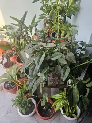 Collection of Over 65 Plants