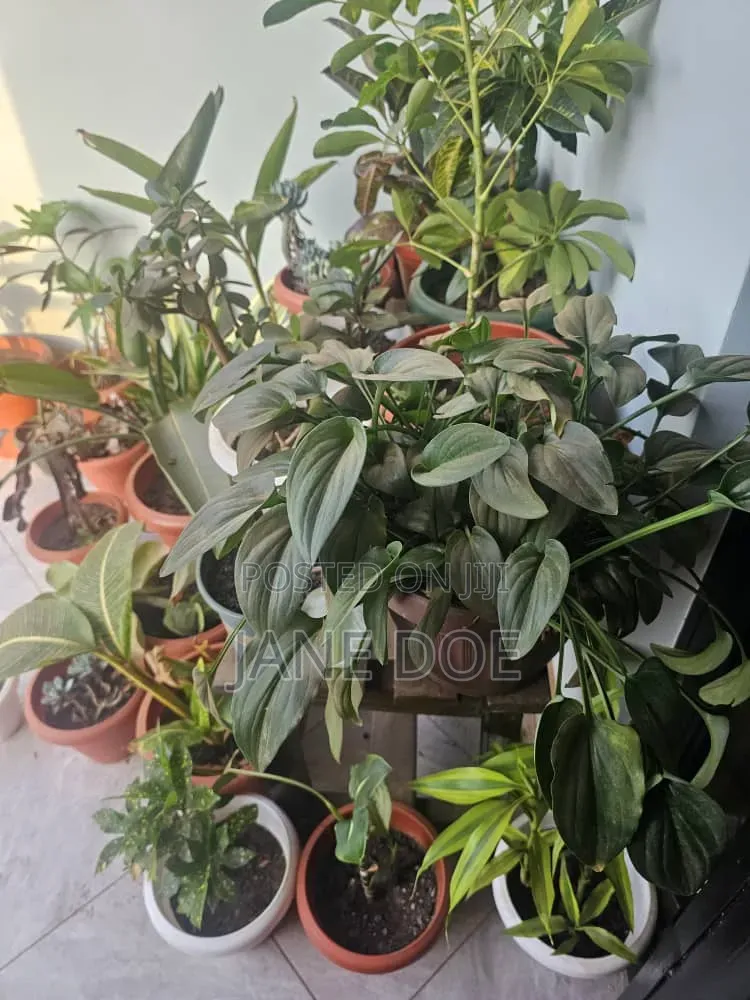 Collection of Over 65 Plants