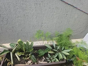 Collection of Over 65 Plants
