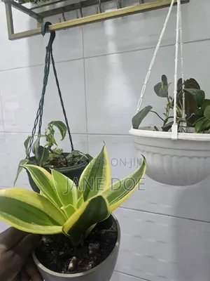 Collection of Over 65 Plants