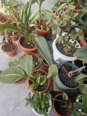 Collection of Over 65 Plants