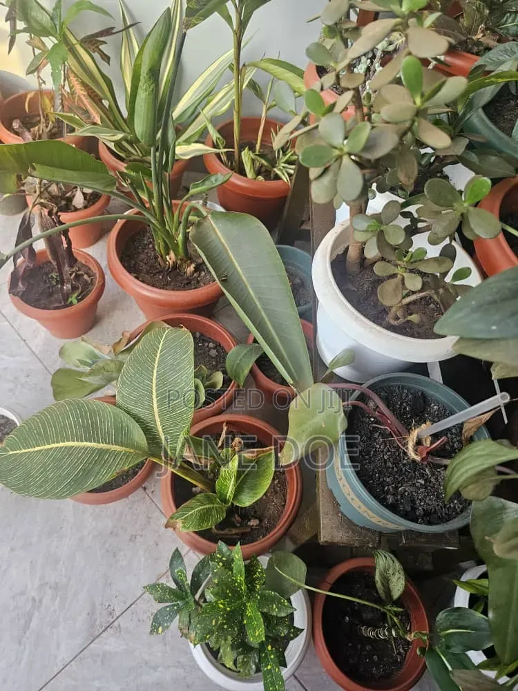 Collection of Over 65 Plants
