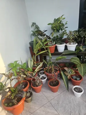 Collection of Over 65 Plants
