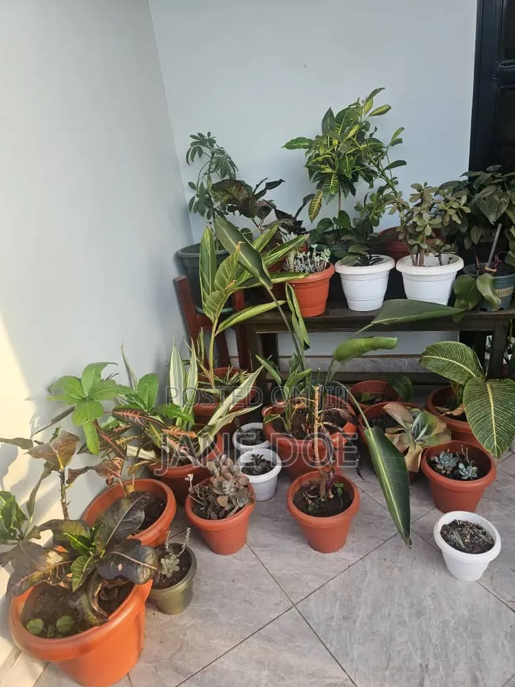 Collection of Over 65 Plants
