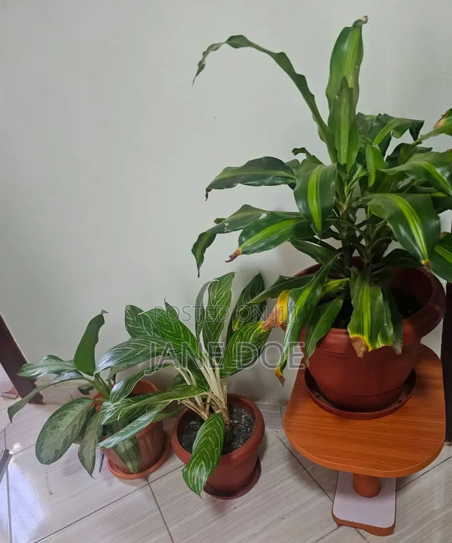 Collection of Over 65 Plants
