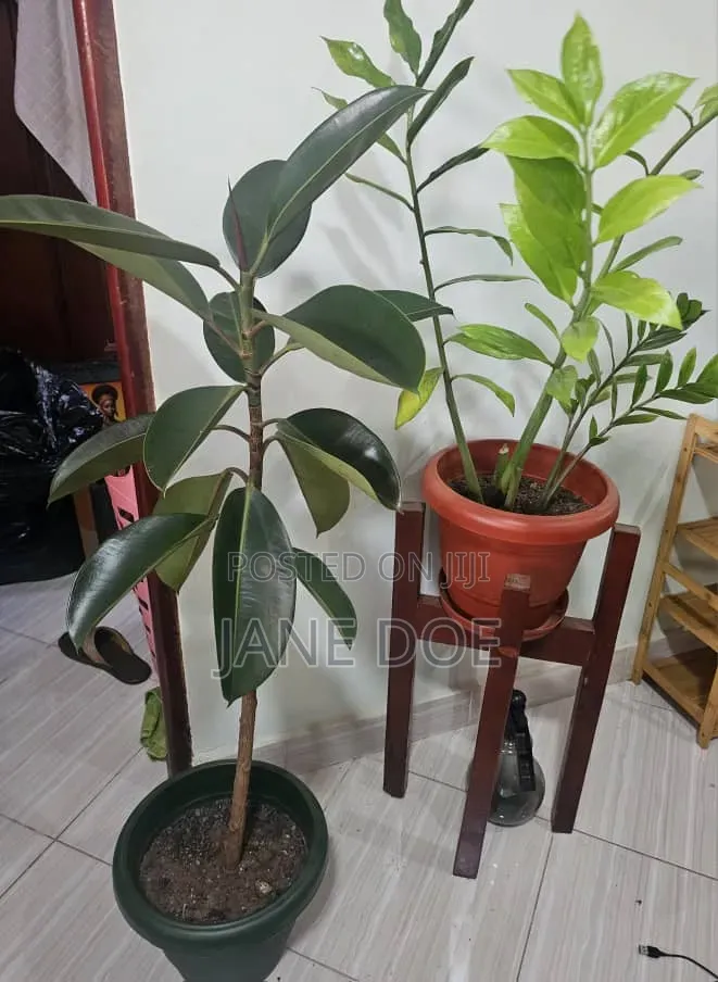 Collection of Over 65 Plants