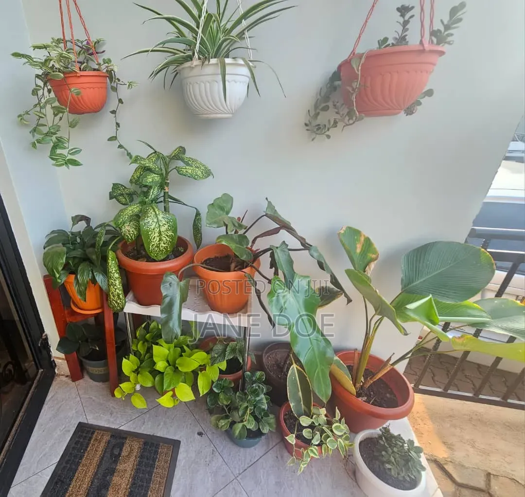 Collection of Over 65 Plants