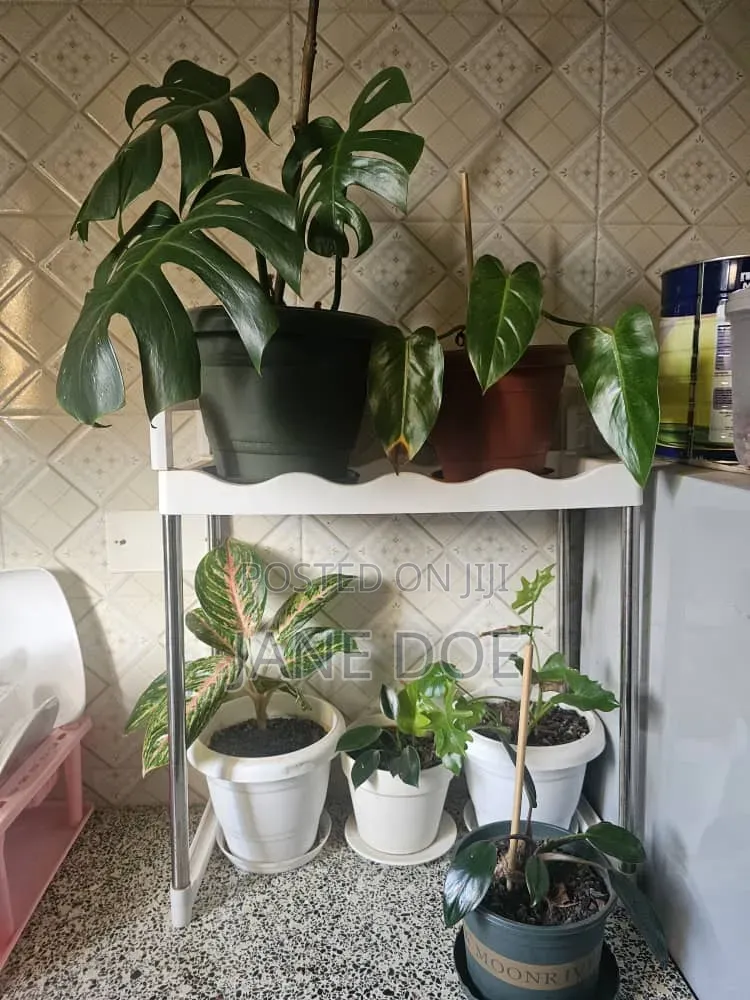 Collection of Over 65 Plants
