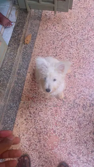 3-6 months Male Purebred Maltese