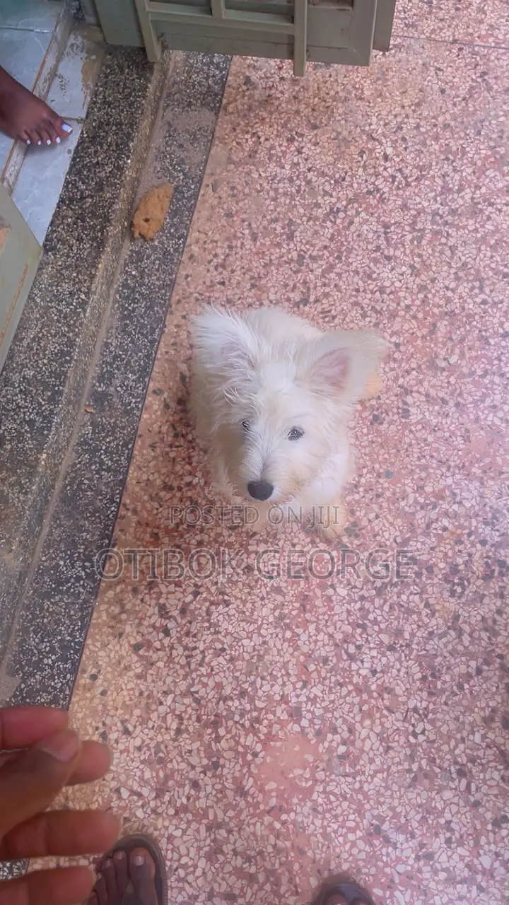 3-6 months Male Purebred Maltese