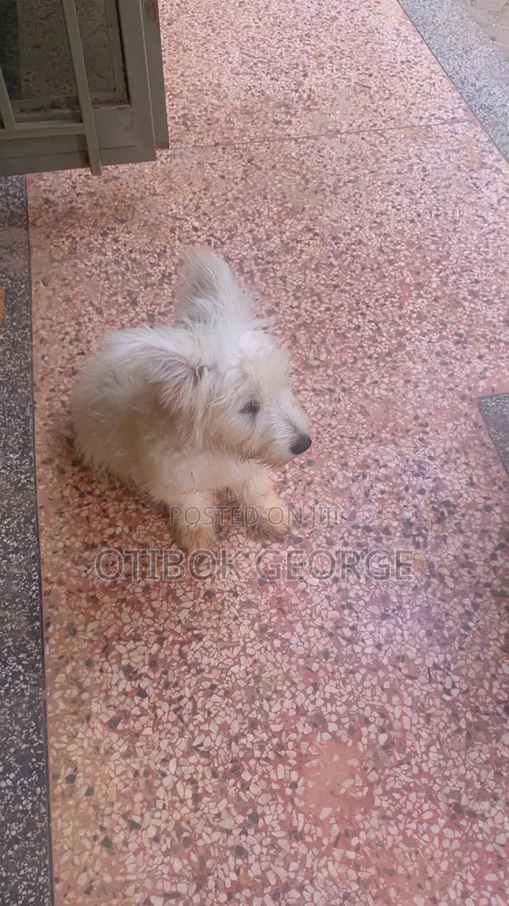 3-6 months Male Purebred Maltese