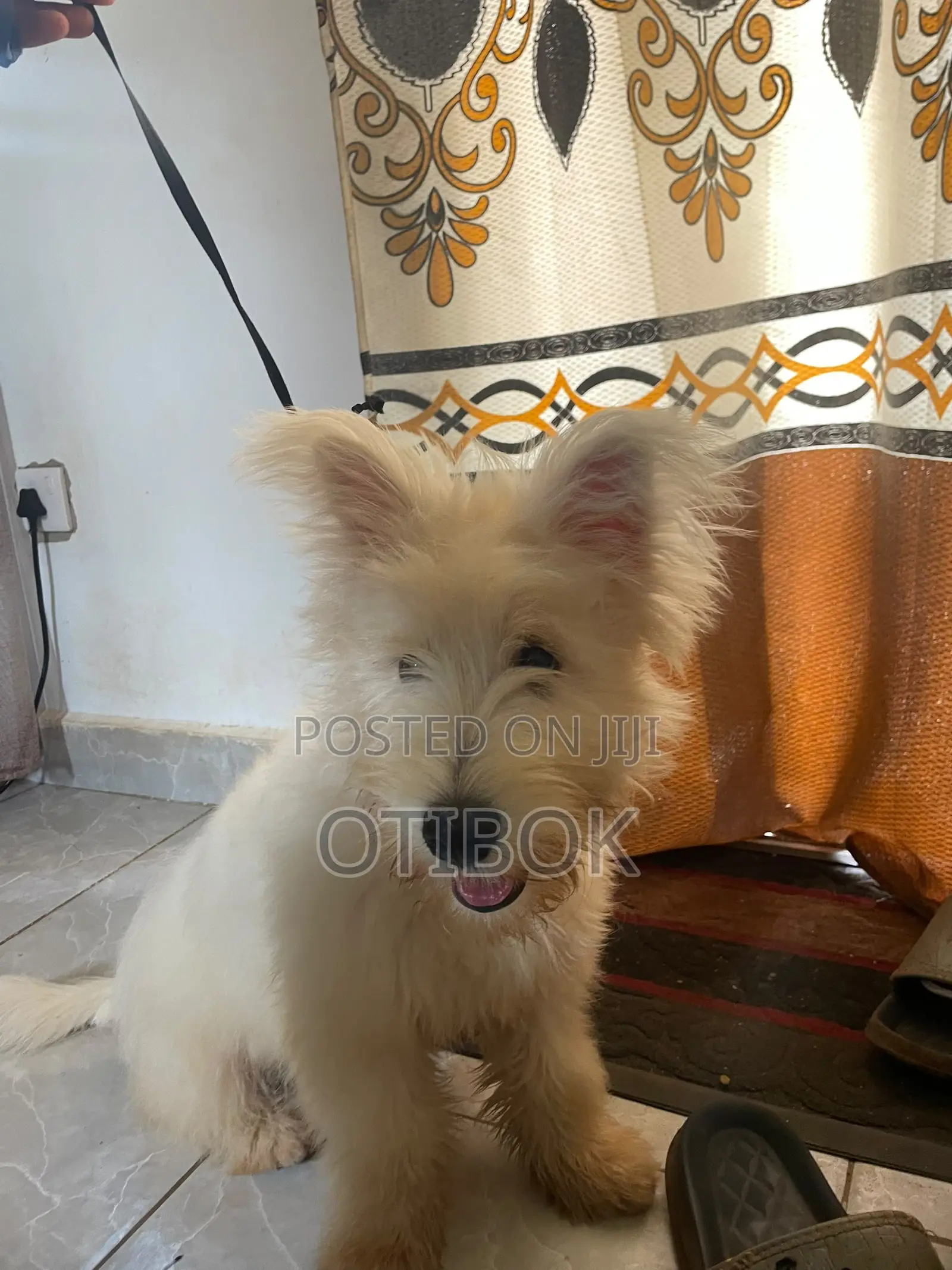 3-6 months Male Purebred Maltese
