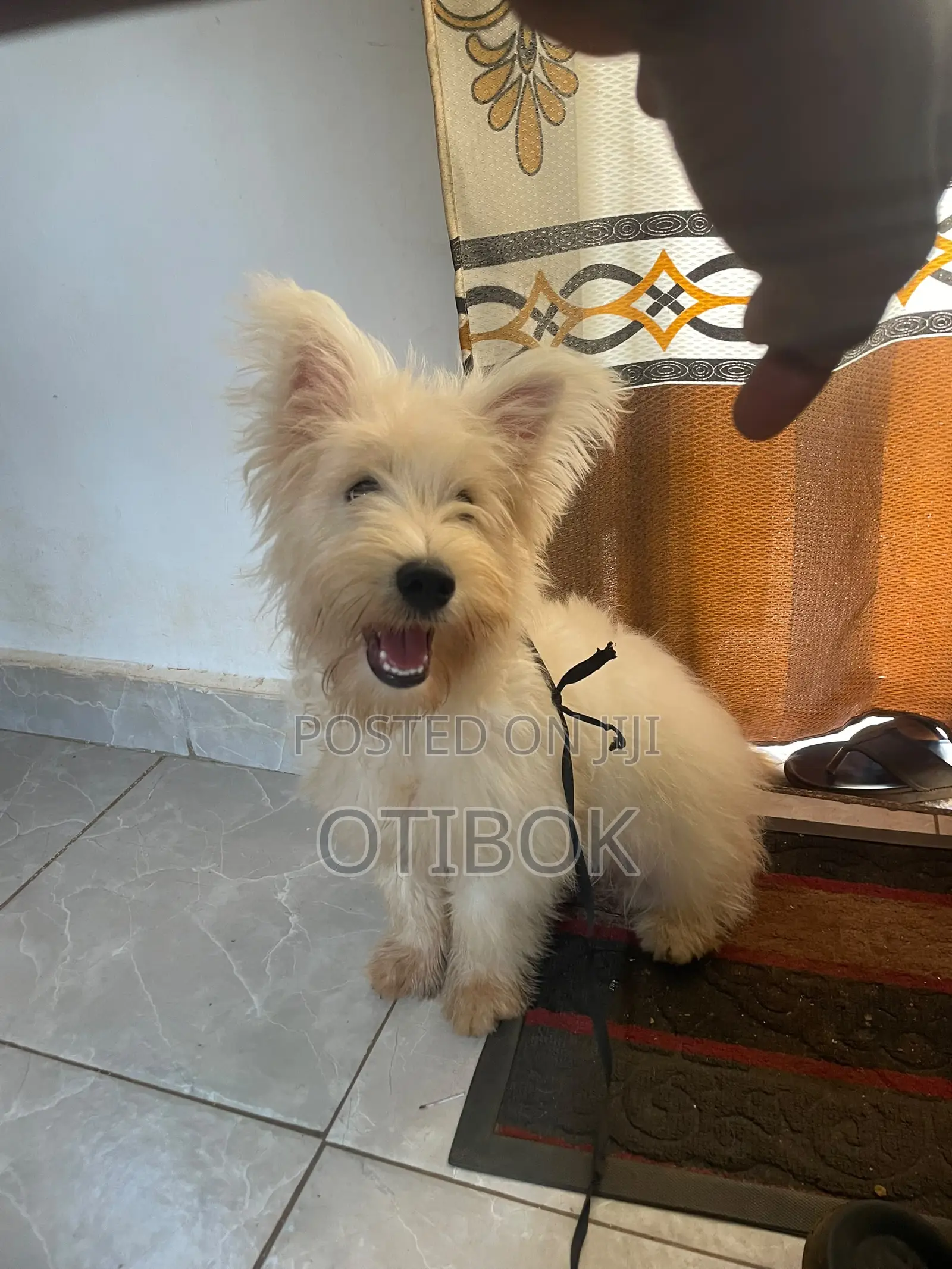 3-6 months Male Purebred Maltese