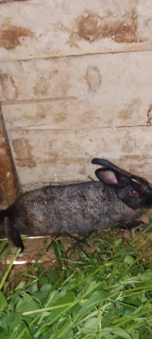 Rabbit for Sell