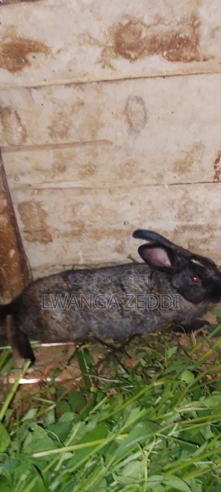 Rabbit for Sell