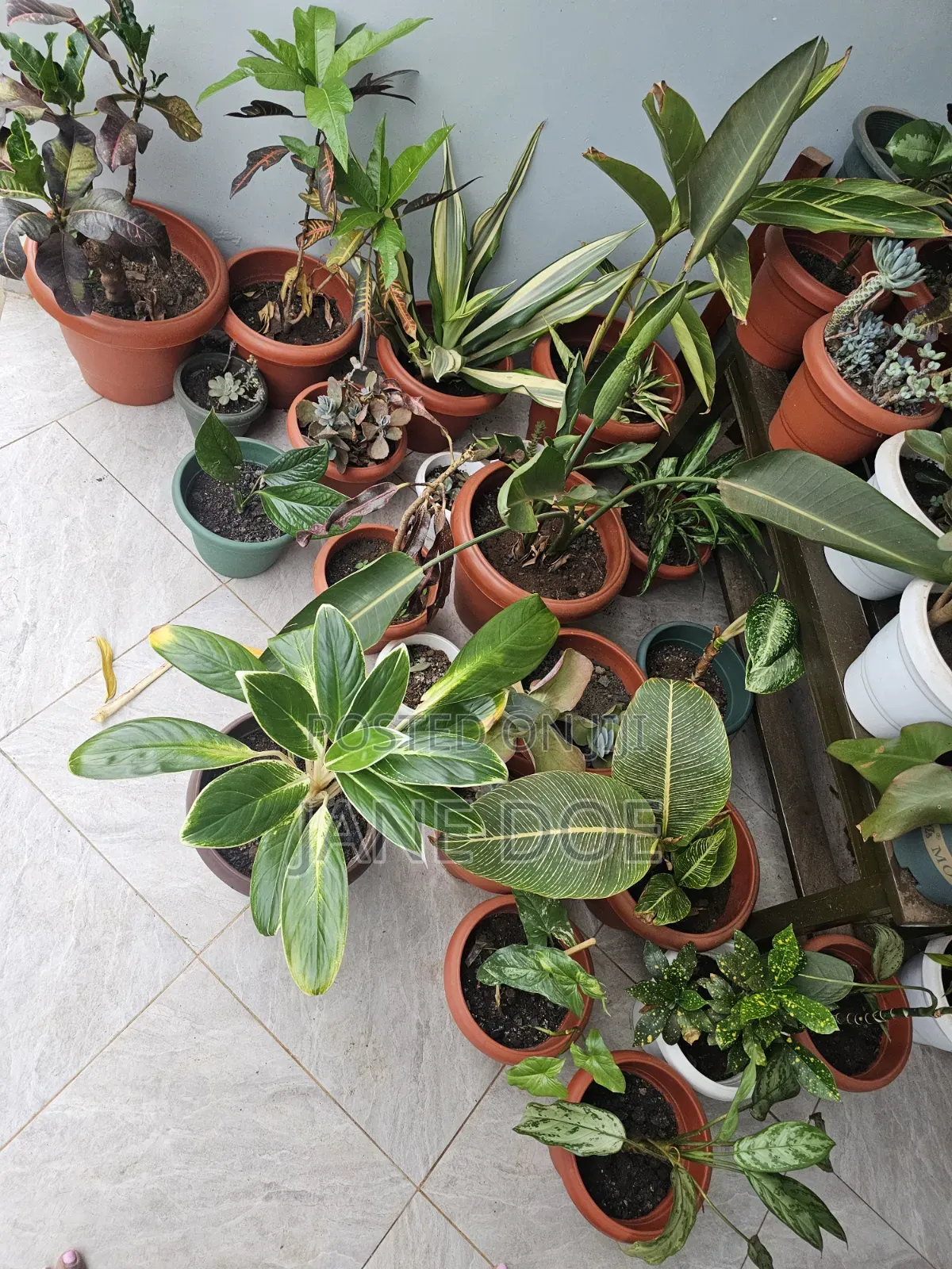 Collection of Over 65 Plants