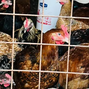 Kuroiler Chicken