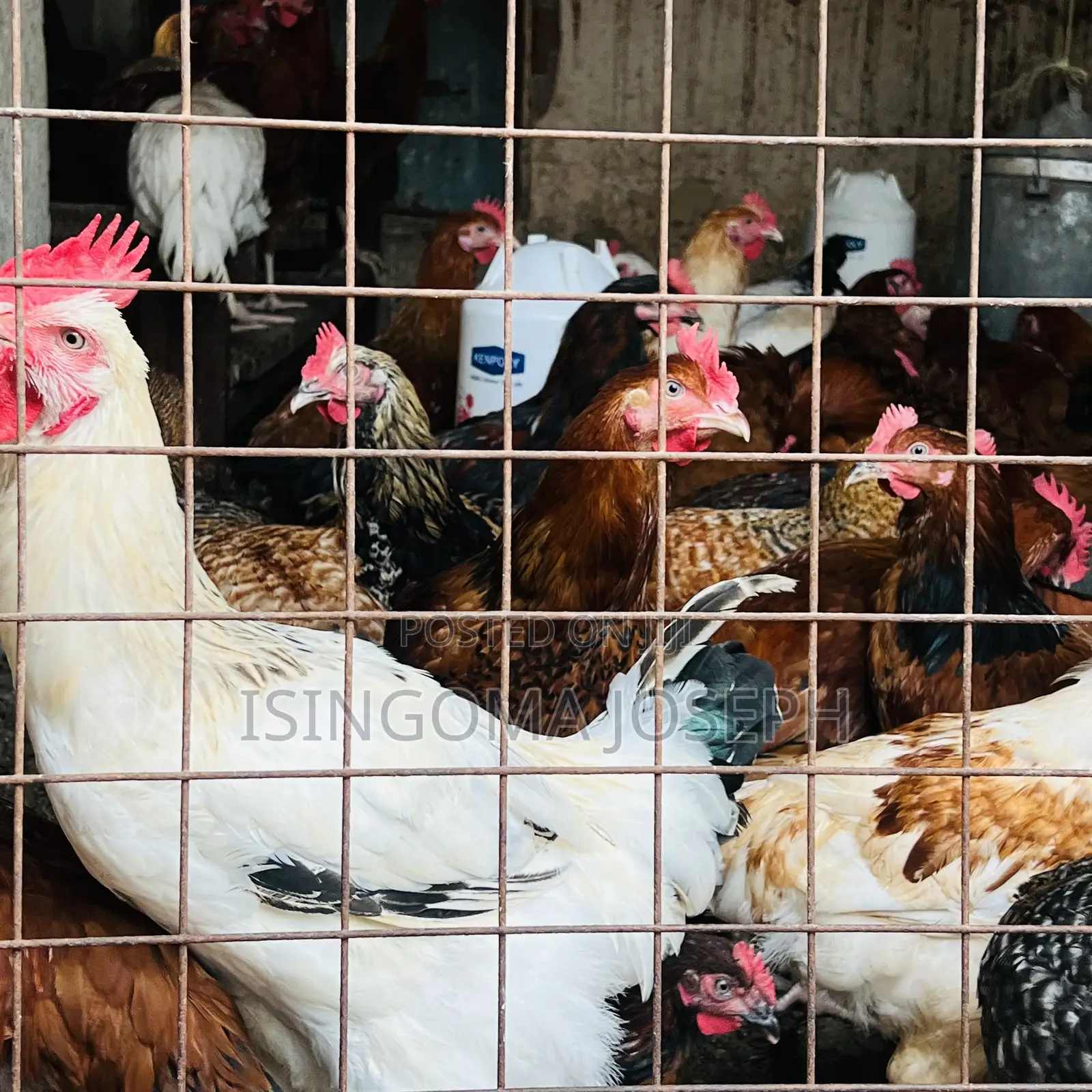 Kuroiler Chicken