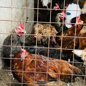 Kuroiler Chicken